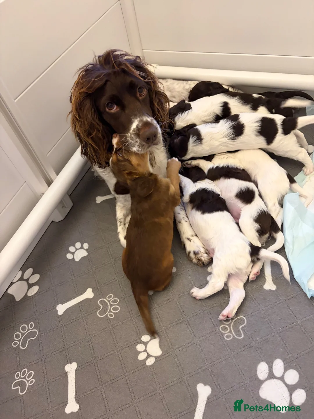 Cocker Spaniel dogs for sale: Working cocker spaniel puppies in Mansfield - Advert 1
