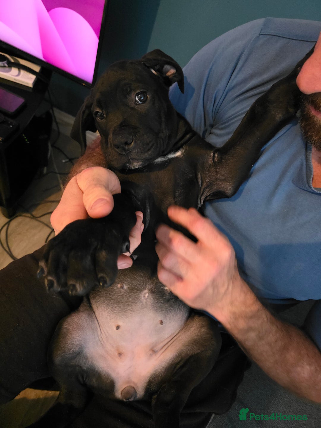 Cane Corso dogs for sale: Beautiful Cane Corso Puppies - Image 13