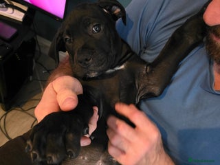 Cane Corso dogs - Advert 1