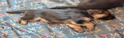 German Shepherd dogs for sale: Sheperd germany puppy - Advert 15