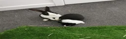 Dutch rabbits for sale: Black and white Dutch doe 9 weeks old in Burnley - Advert 3