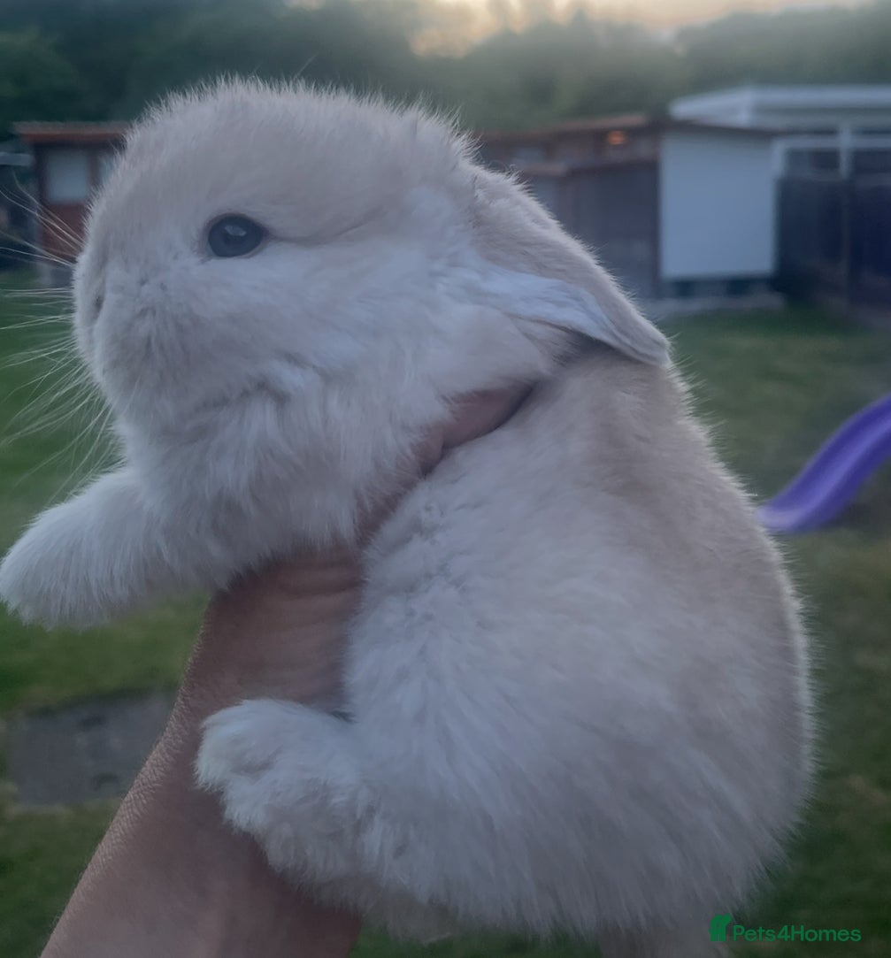 Mini Lop rabbits Gorgeous baby mini lops  - Advert 7