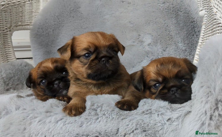 Griffon Bruxellois dogs - Advert 1