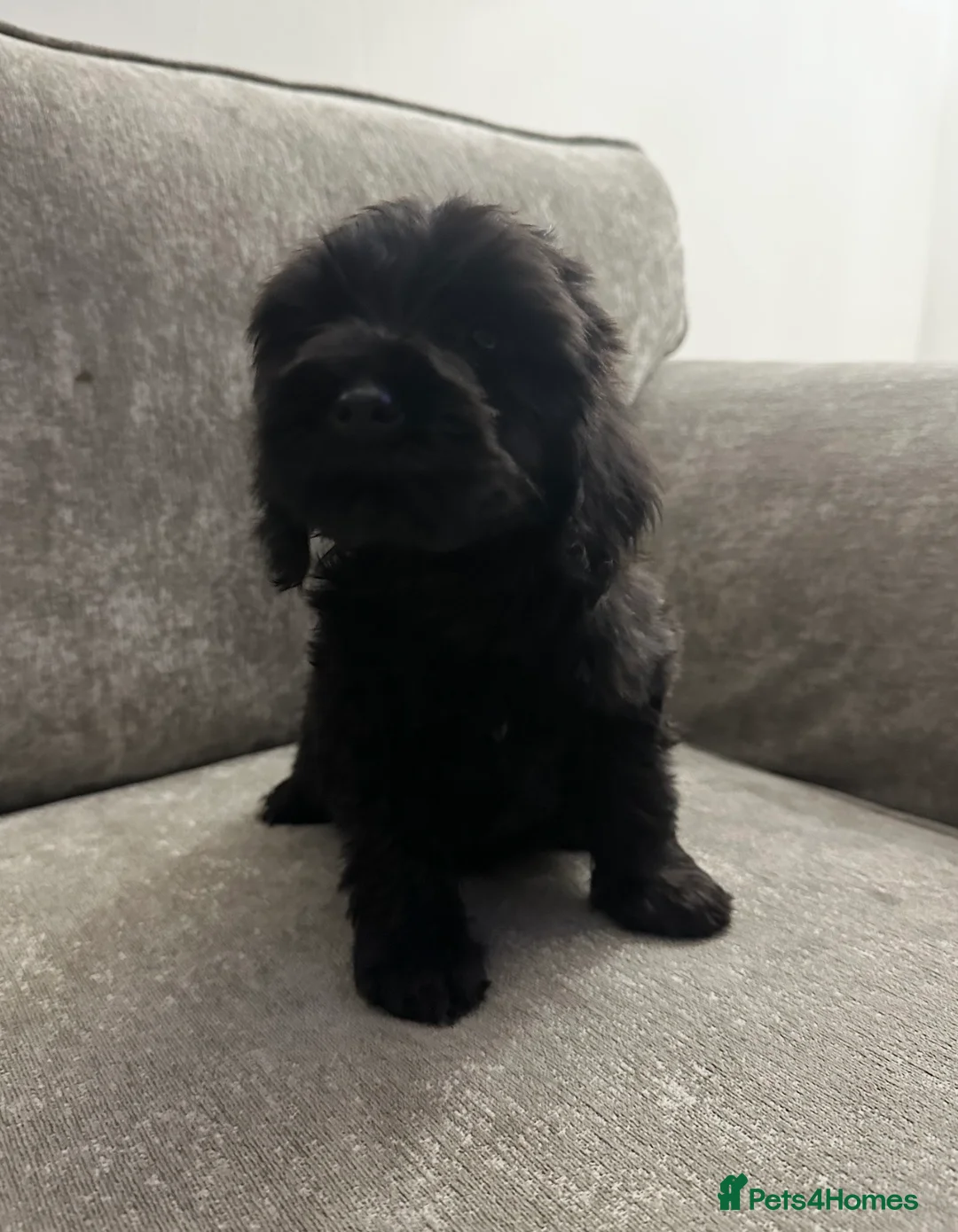 Cockapoo dogs for sale: Adorable Cockapoos’s looking for family homes - Advert 15