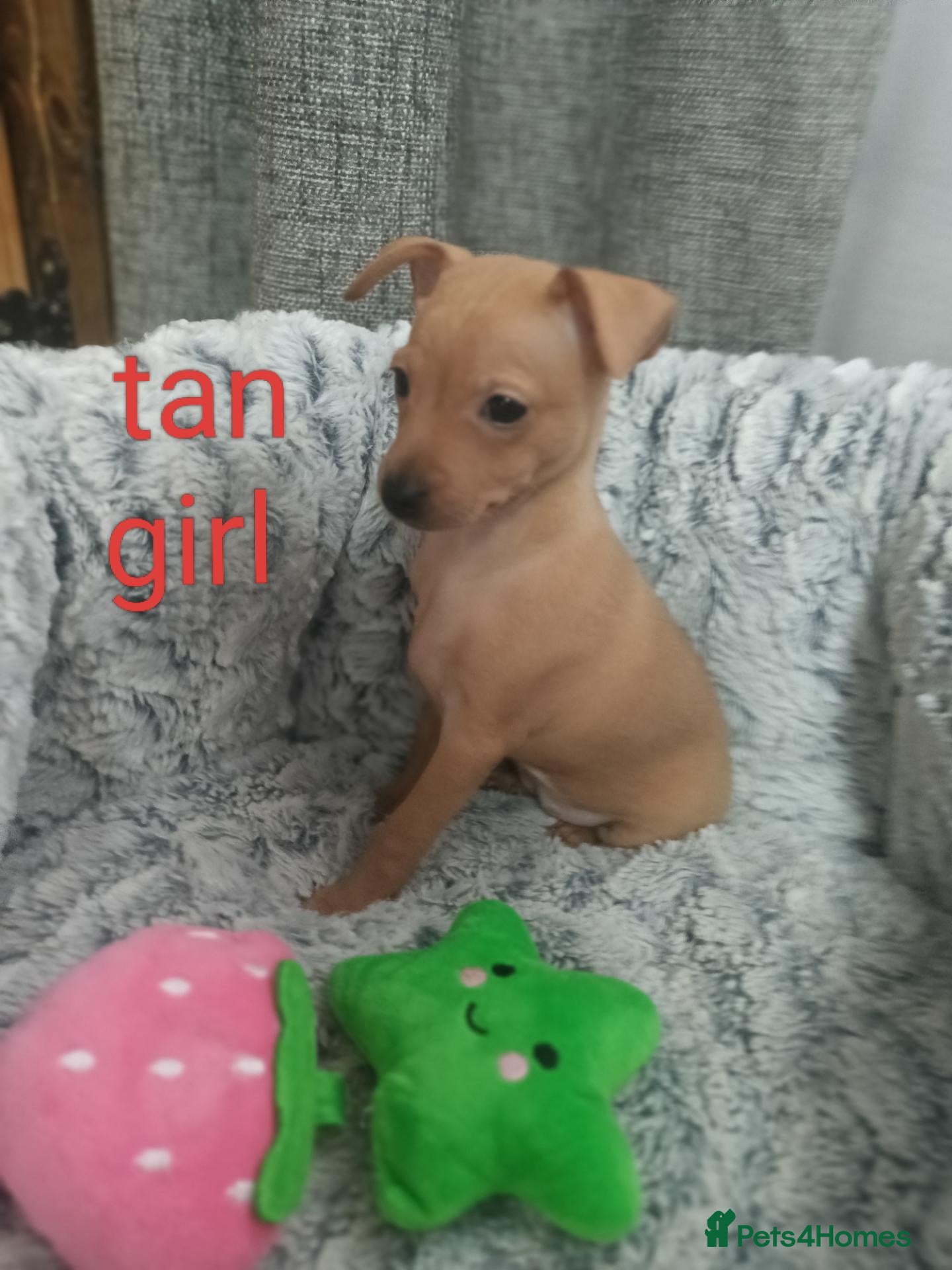 Miniature Pinscher dogs 6 Beautiful Miniature pincher Puppies  - Advert 2