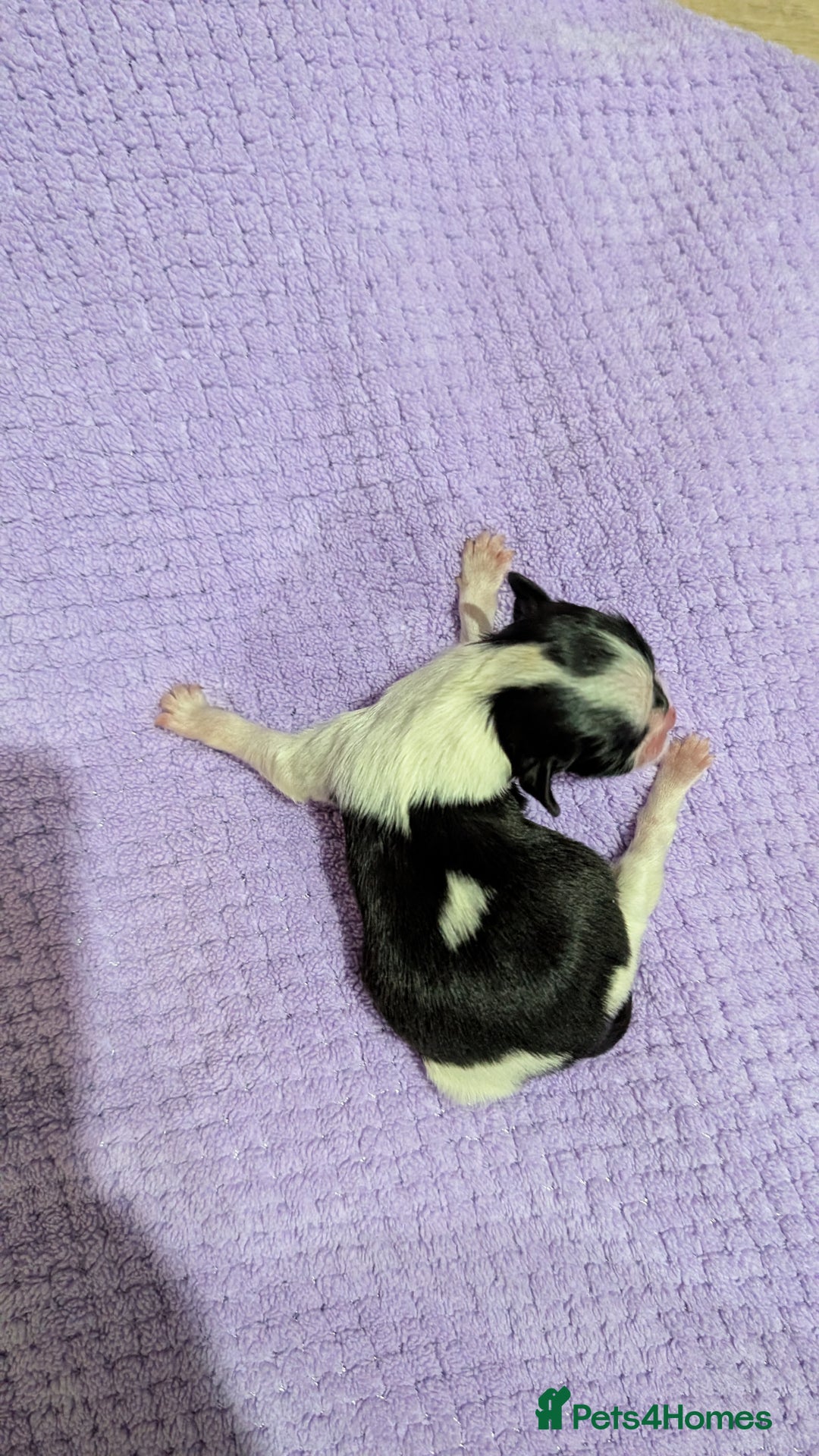 Shih Tzu dogs for sale: KC registered Shih Tzu puppies  - Image 6