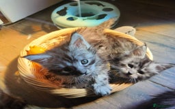 Maine Coon cats for sale: Maine coon purebred pedigre xl active in Barnsley - Image 13