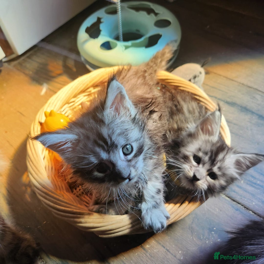 Maine Coon cats for sale: Maine coon purebred pedigre xl active in Barnsley - Image 13