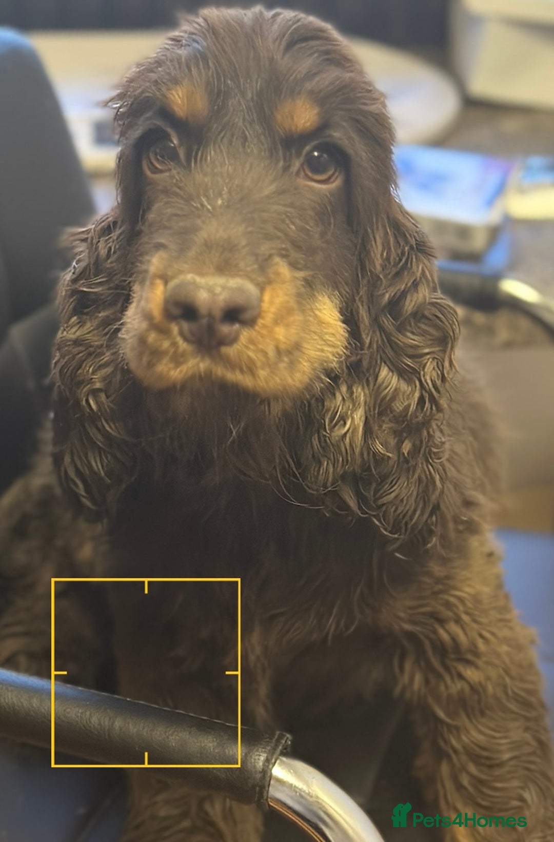 Cocker Spaniel dogs for sale: Stunning cocker spaniel puppies  - Advert 4