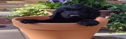 Cockapoo dogs for sale: DNA HEALTH PROFILED COCKERPOOS - Advert 6