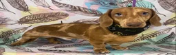 Miniature Dachshund dogs for stud: miniature dachshund stud  in Pontypridd - Advert 3
