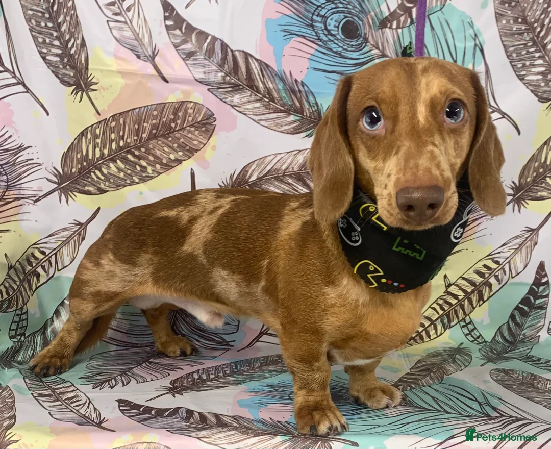 Miniature Dachshund dogs for stud: miniature dachshund stud  in Pontypridd - Advert 3