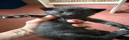 Mixed Breed cats for sale: 5 happy healthy short haired kittens from Lola  - Advert 3