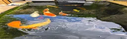 Koi Carp fish for sale: Various koi in Radstock - Advert 3