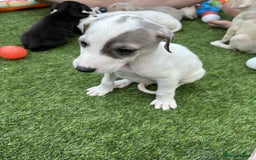 Lurcher dogs for sale: Lurcher pups  - Image 8