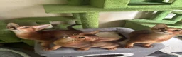 Abyssinian cats for sale: TICA 5* pedigree Abyssinian Kittens  - Advert 19