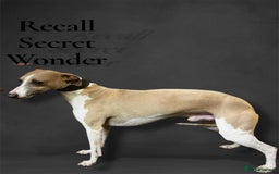 Whippet dogs for sale: Beautiful Blue and White Parti Puppies  - Image 3
