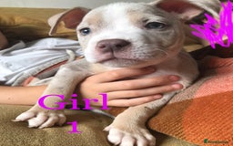 American Bully dogs for sale: Beautiful Micro bully pups - Image 2