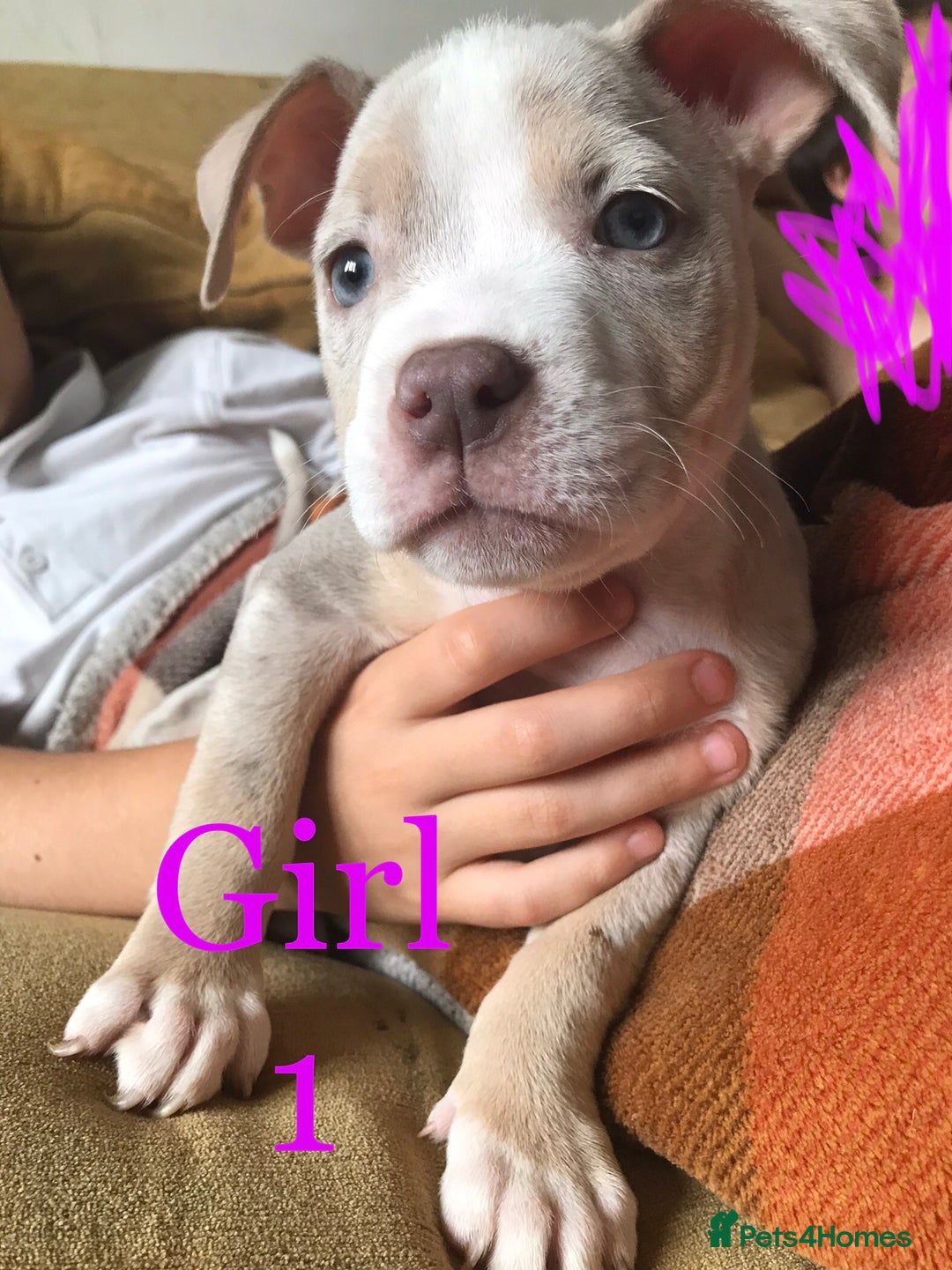 American Bully dogs for sale: Beautiful Micro bully pups - Image 2