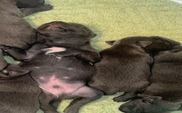 Staffordshire Bull Terrier dogs for sale: Beautiful blue staff puppies  - Image 6