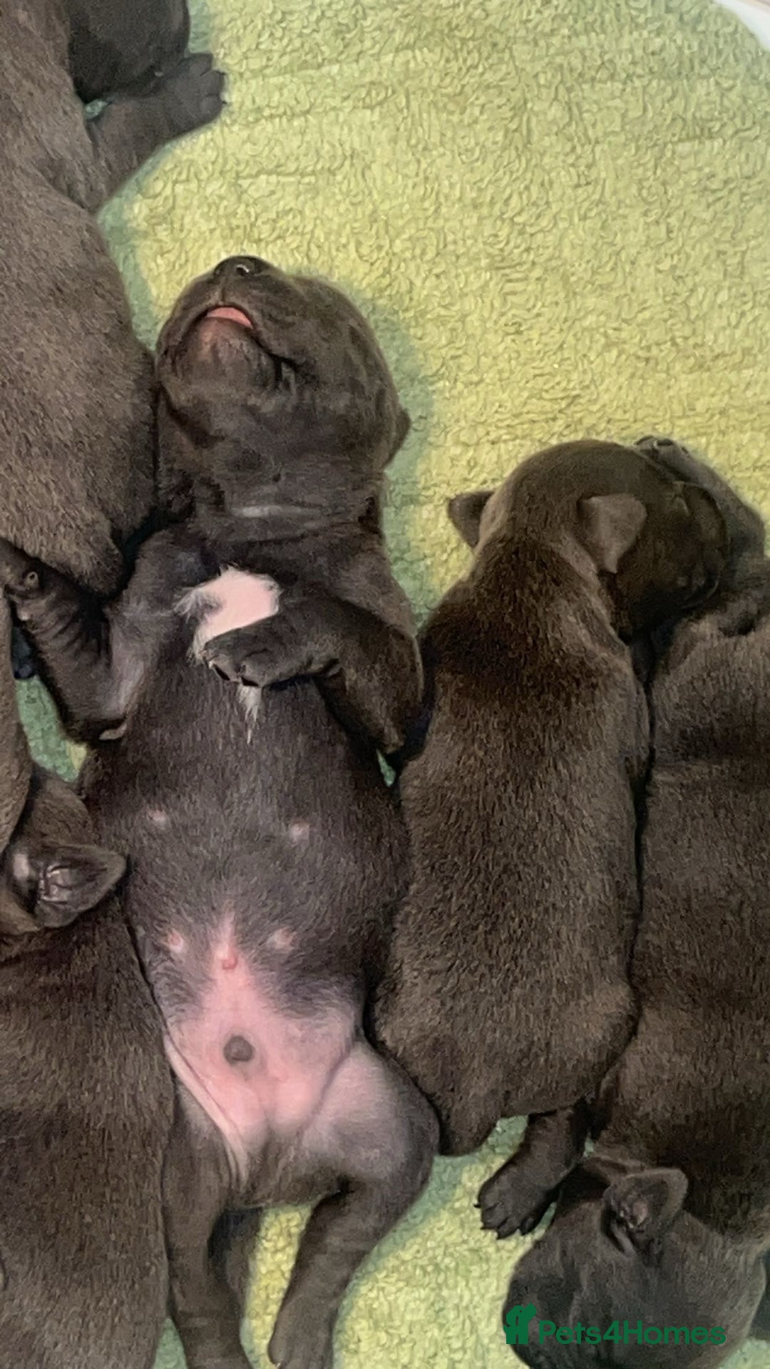 Staffordshire Bull Terrier dogs for sale: Beautiful blue staff puppies  - Image 6