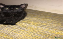 British Shorthair cats for sale: Kittens for a Good loving home  - Image 2