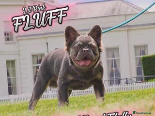 French Bulldog dogs Lilac and tan full fluffy carrying pink stud in Basildon - Advert 8