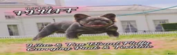 French Bulldog dogs for stud: Lilac and tan full fluffy carrying pink stud in Basildon - Advert 1