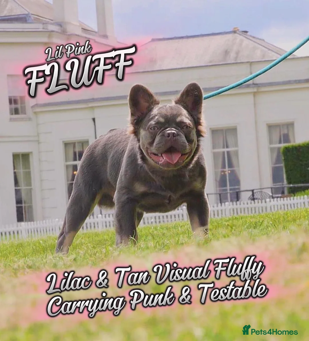 French Bulldog dogs for stud: Lilac and tan full fluffy carrying pink stud in Basildon - Advert 1