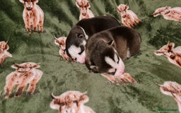 Siberian Husky dogs for sale: Outstanding Siberian husky puppies  - Advert 8