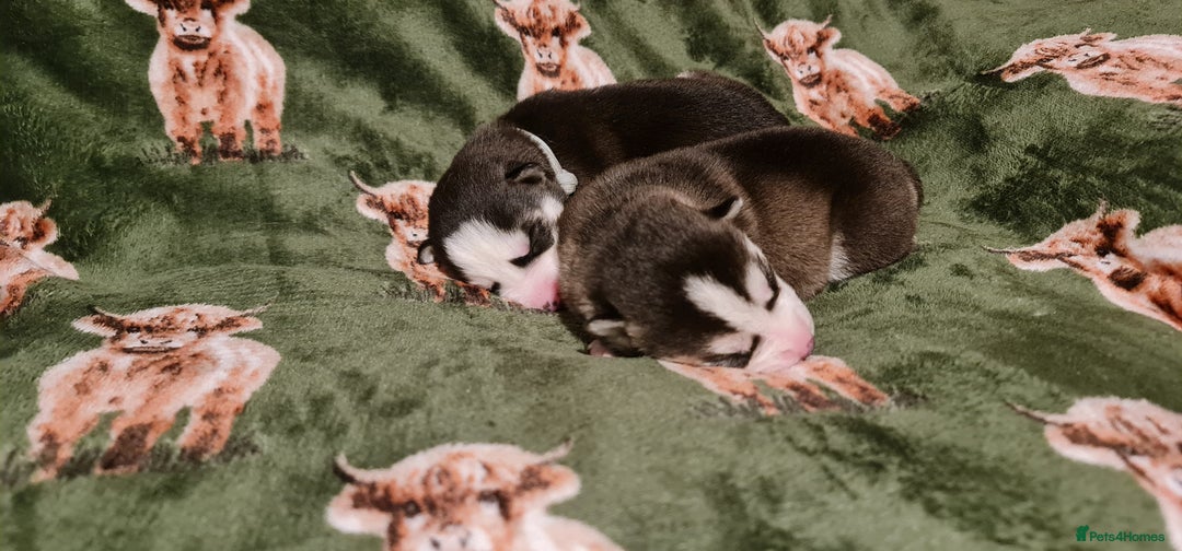 Siberian Husky dogs for sale: Outstanding Siberian husky puppies  - Advert 8