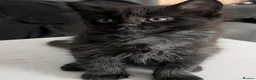 Maine Coon cats for sale: Maincoon kittens (pure bred) in Larkhall - Advert 7