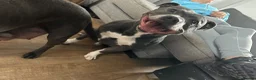 Staffordshire Bull Terrier dogs for sale: Staffy pups  - Advert 3