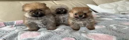 Pomeranian dogs for sale: ADORABLE PURE POMERANIAN KC - Advert 18