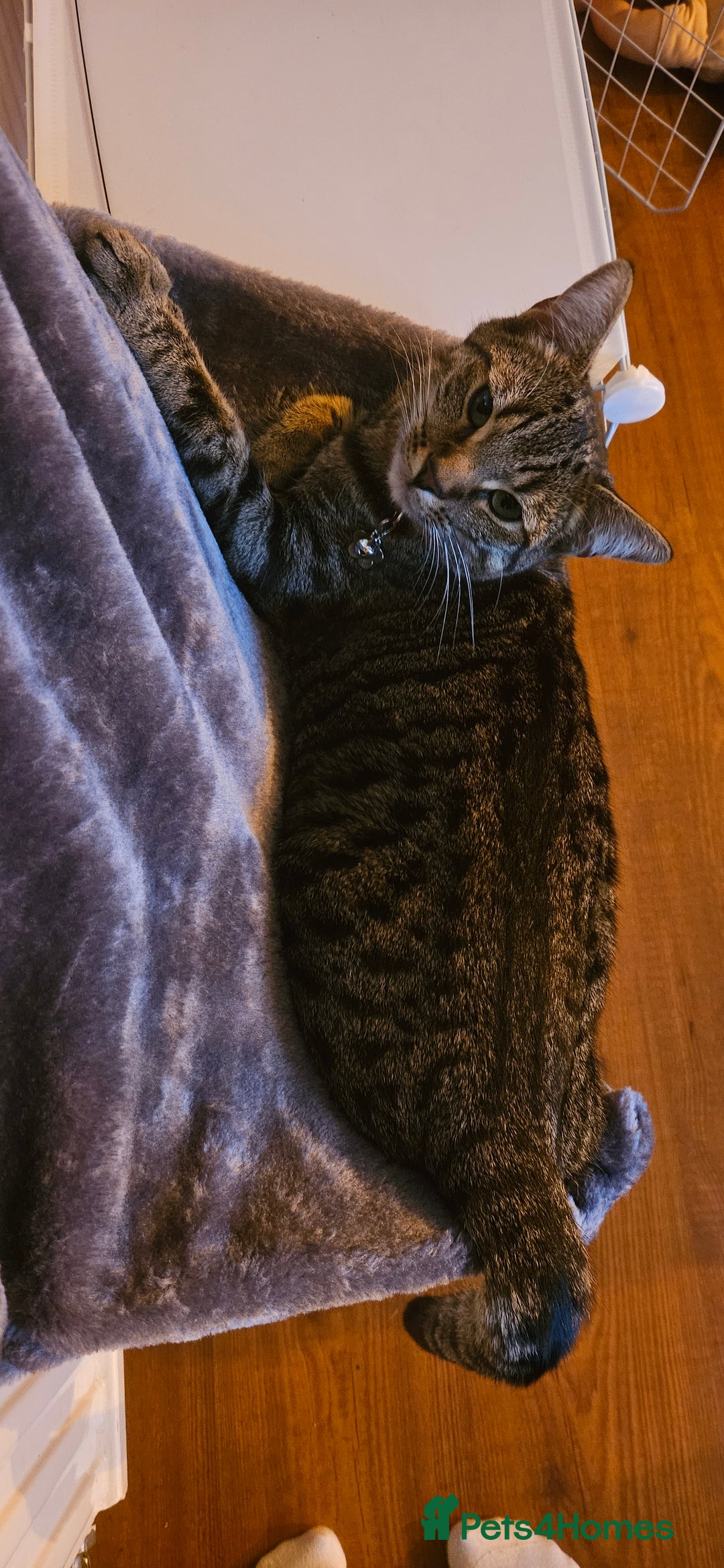 Mixed Breed cats for sale: Male kitten looking for forever home - Advert 2