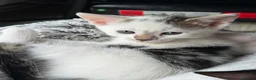 Mixed Breed cats for sale: Kittens Looking for Their Forever Home  - Advert 3