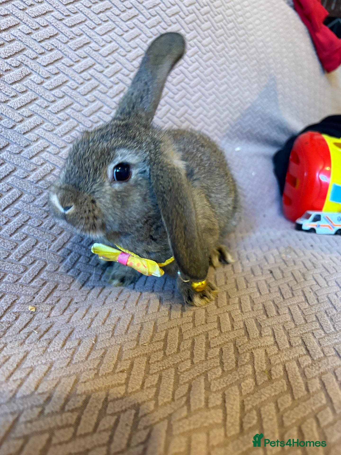 Mixed Breed rabbits Baby rabbits - Advert 6