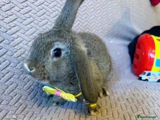 Mixed Breed rabbits Baby rabbits - Advert 6