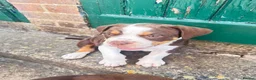 Olde English Bulldogge dogs for sale: Olde English fluffy Bulldogge puppies  - Advert 3
