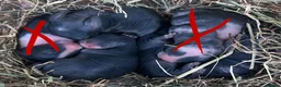 Mixed Breed rabbits for sale: Adorable baby bunnies black and white  in Newport Pagnell - Advert 2