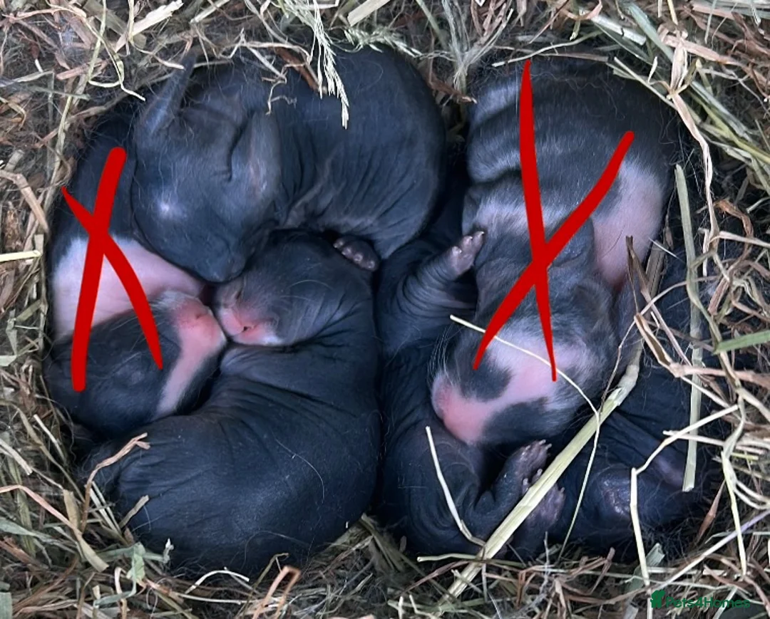 Mixed Breed rabbits for sale: Adorable baby bunnies black and white  in Newport Pagnell - Advert 2