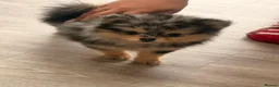 Pomeranian dogs for sale: Merle Pomeranian Girl - Advert 3