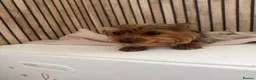 Yorkshire Terrier dogs for sale: Yorkshire terrier female  - Advert 3