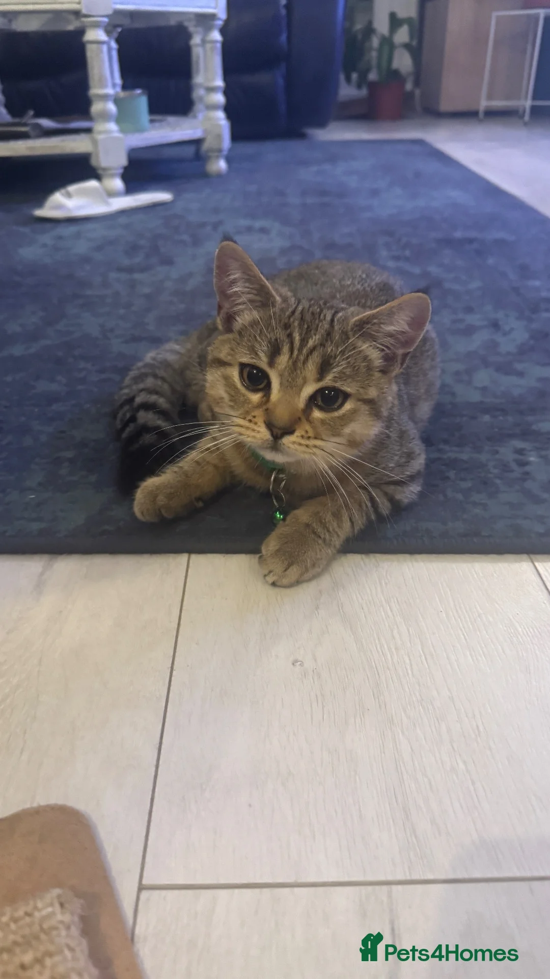 Scottish Fold cats for sale: Playful and fast  - Advert 1