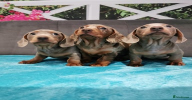 Miniature Dachshund dogs Three Musketeers Miniature Dachshund - Advert 10
