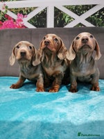 Miniature Dachshund dogs Three Musketeers Miniature Dachshund - Advert 12