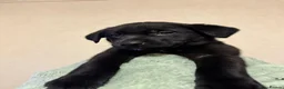 Borador dogs for sale: Gorgeous Lab x pups in Lanark - Advert 5