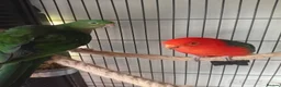 Mixed Breed birds for sale: Australian King pair  - Advert 2