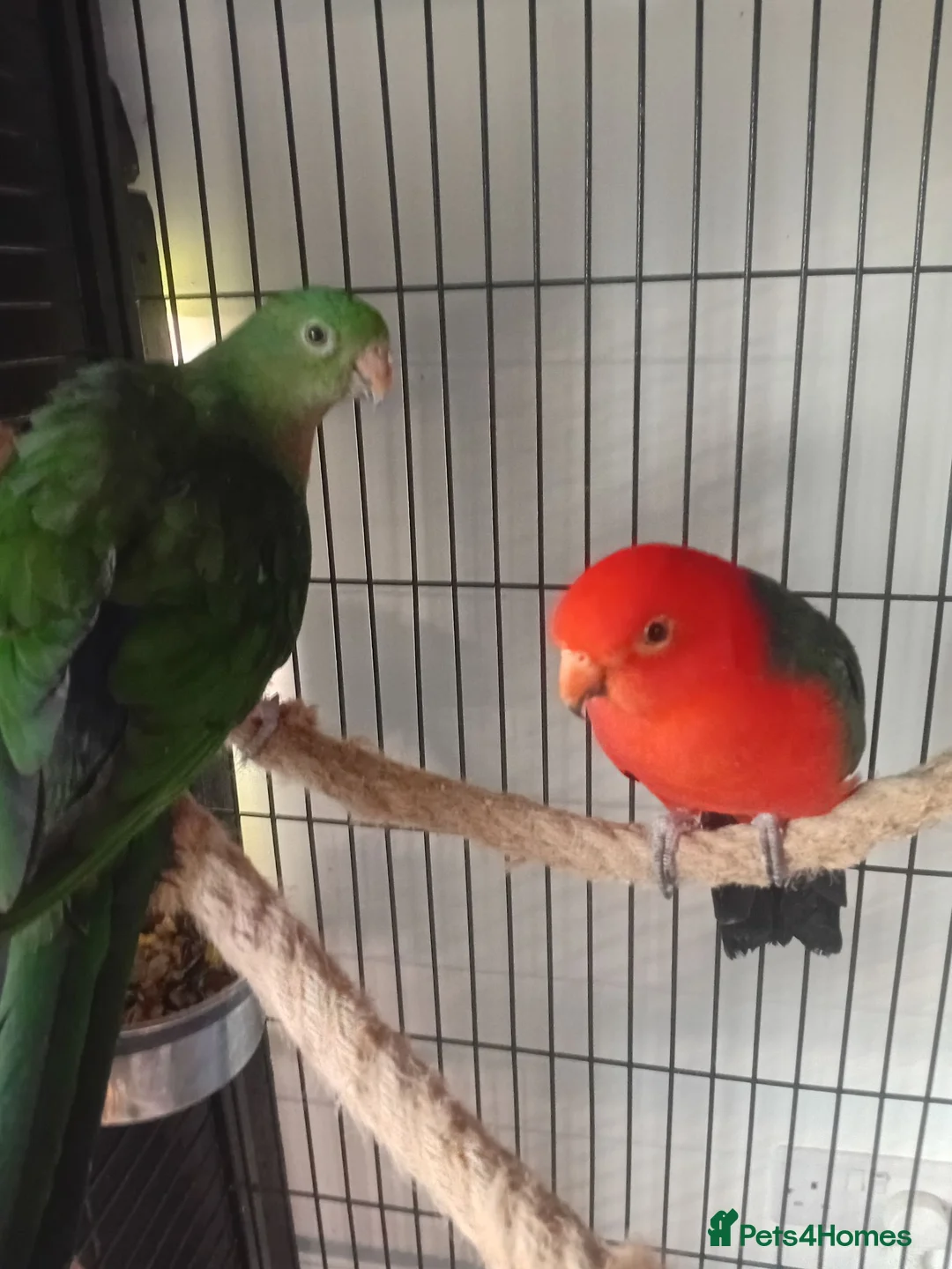 Mixed Breed birds for sale: Australian King pair  - Advert 2