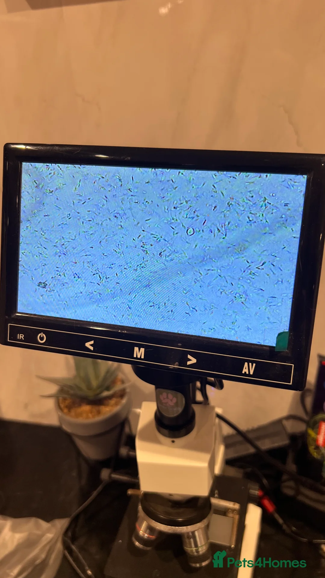 Chihuahua dogs for stud: 1.8kg TikTok star STUD DUTIES ⭐️ - Advert 4